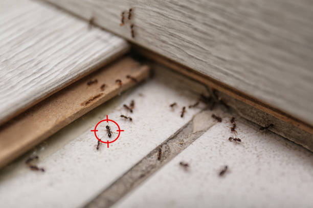 Best Best Pest Control Companies  in Plainview, NE