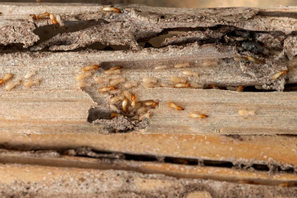 Best Pest Prevention Services  in Plainview, NE